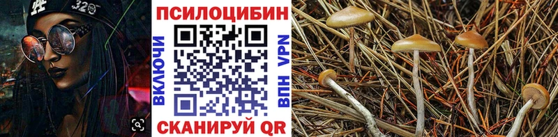 Галлюциногенные грибы Psilocybe  Новомосковск 